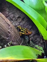 Poison Dart Frog